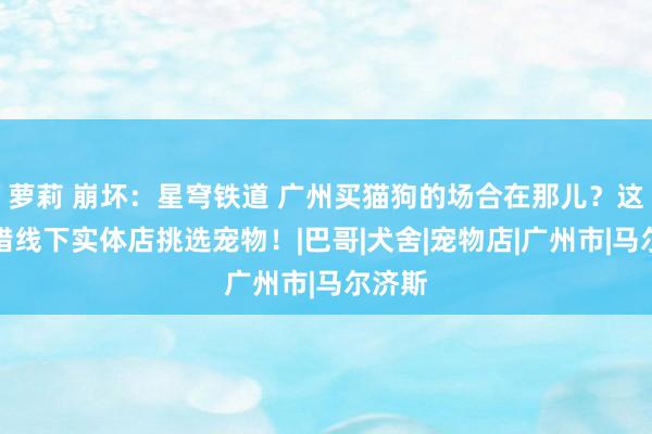 萝莉 崩坏：星穹铁道 广州买猫狗的场合在那儿？这里不错线下实体店挑选宠物！|巴哥|犬舍|宠物店|广州市|马尔济斯