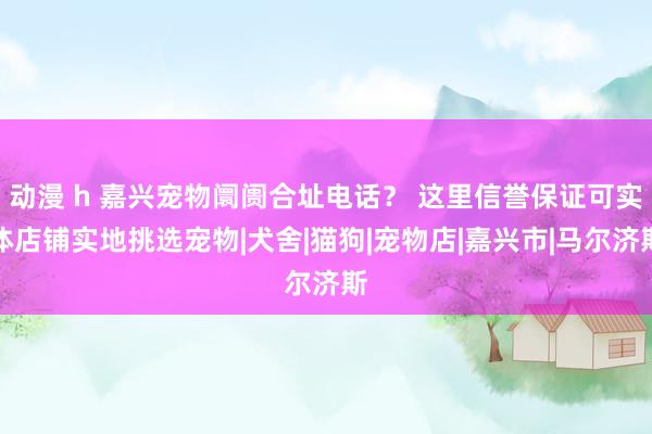 动漫 h 嘉兴宠物阛阓合址电话？ 这里信誉保证可实体店铺实地挑选宠物|犬舍|猫狗|宠物店|嘉兴市|马尔济斯